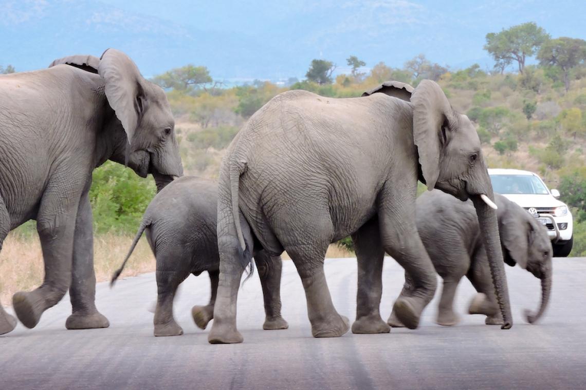 How to go on your own self-drive safari in South Africa