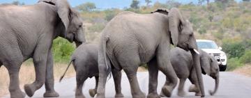 How to go on your own self-drive safari in South Africa