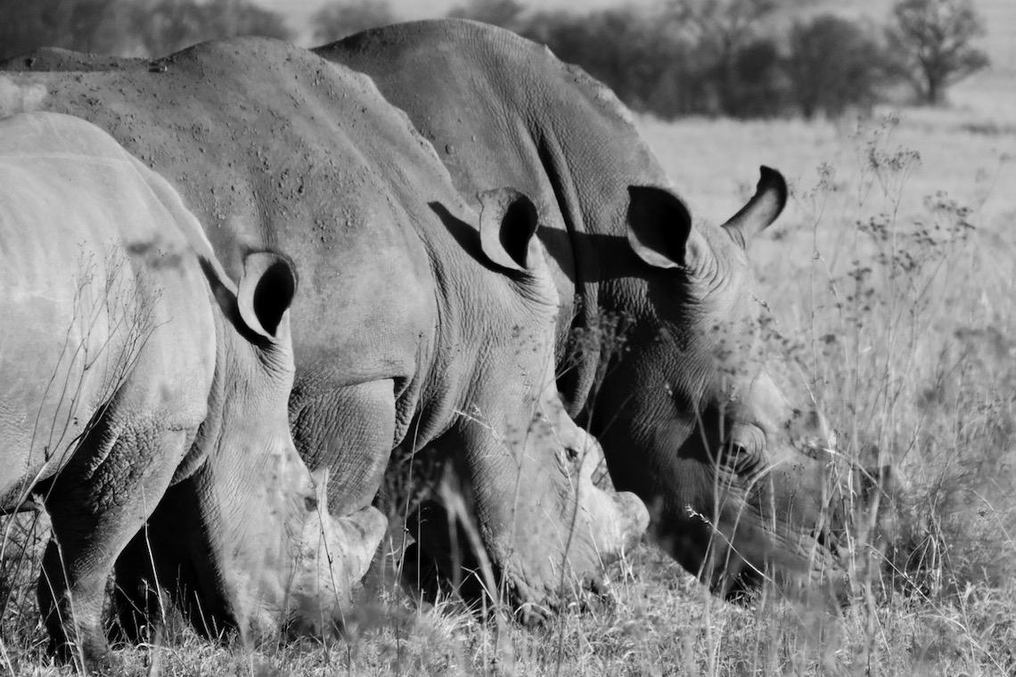 Has Rhino poaching decreased, or are we running out of Rhinos?
