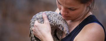 Pangolins in Peril - Will they go extinct before most know they exist?
