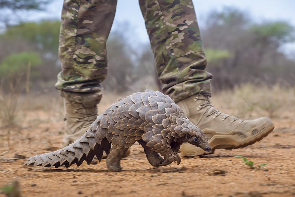 An armed guard accompanying a pangolin on an evening walk. (Supplied: Neil Aldridge) Image