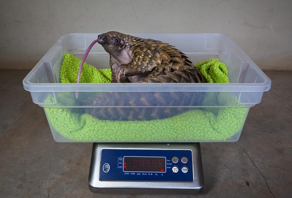 Baby pangolin being weighed. (Supplied: Neil Aldridge) Image