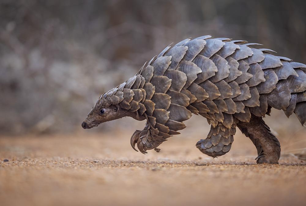 A rescued pangolin. (Supplied: Neil Aldridge) Image