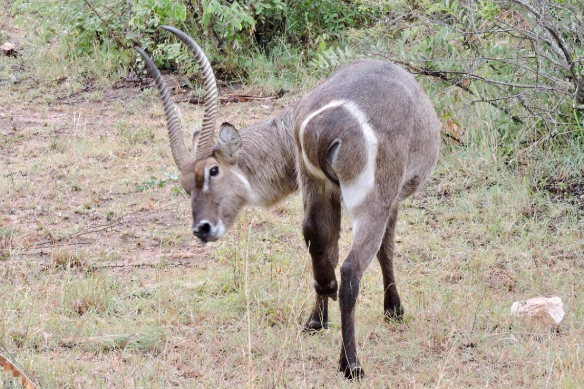 Counting the contribution of hunting to South Africa’s economy