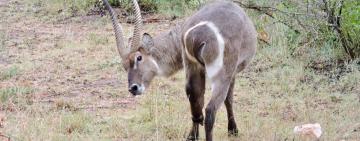Counting the contribution of hunting to South Africa’s economy