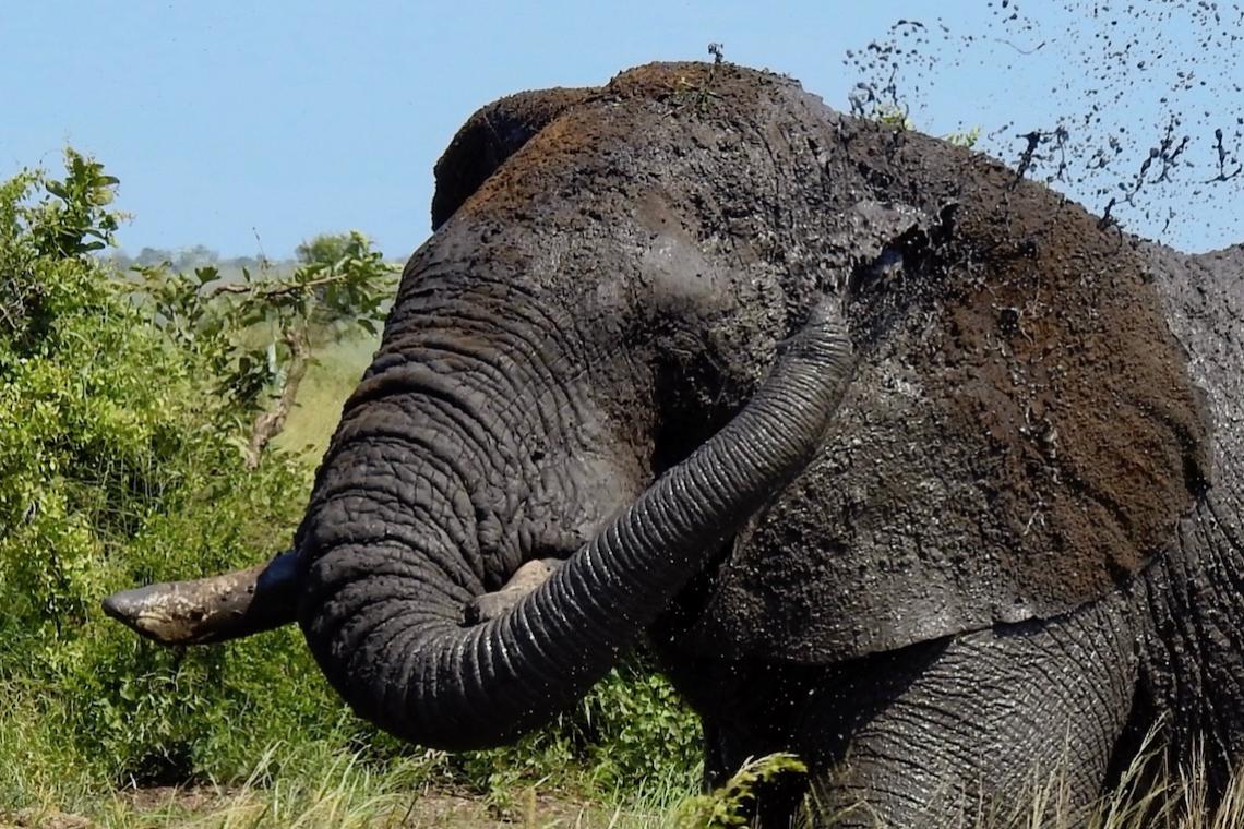 Botswana hunting proposal could put its tourism industry at risk