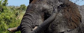 Botswana hunting proposal could put its tourism industry at risk
