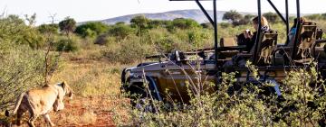Your guide on where to go on safari near Johannesburg