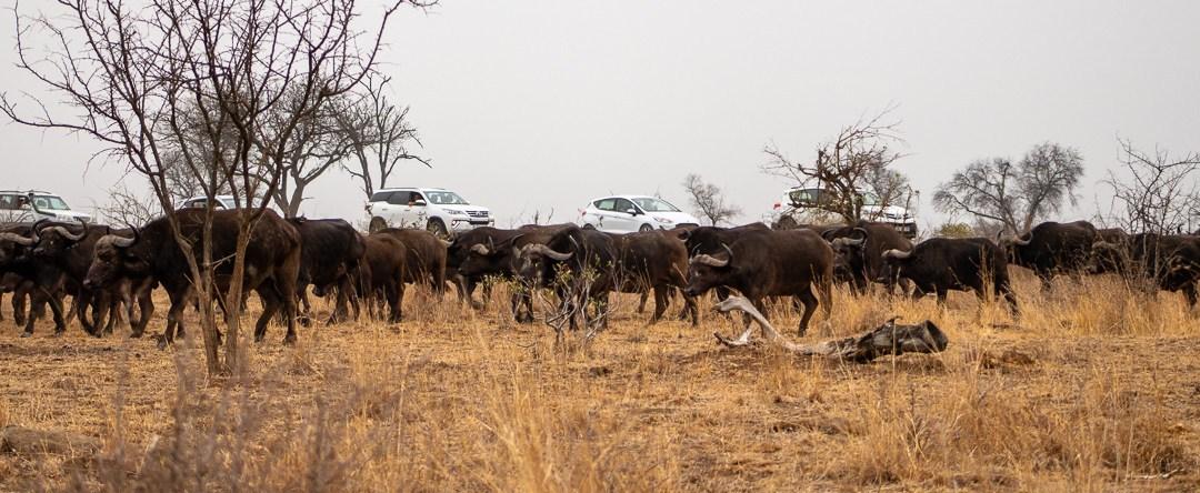 Just a couple of hundred buffalo or so passing through… - Claire White Image