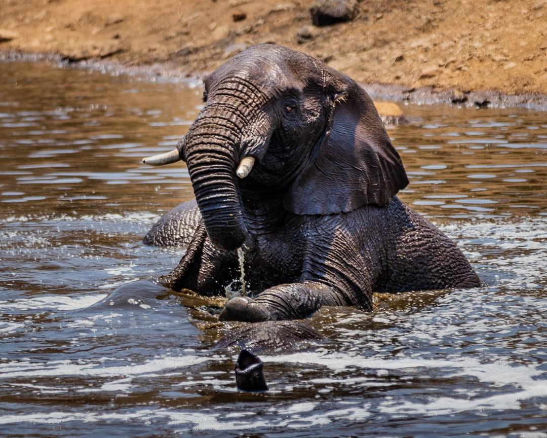 Elephants cooling off in the midday heat in Pilanesberg National Park. There were actually three elephants, but two of them are almost completely submerged - Claire White Image