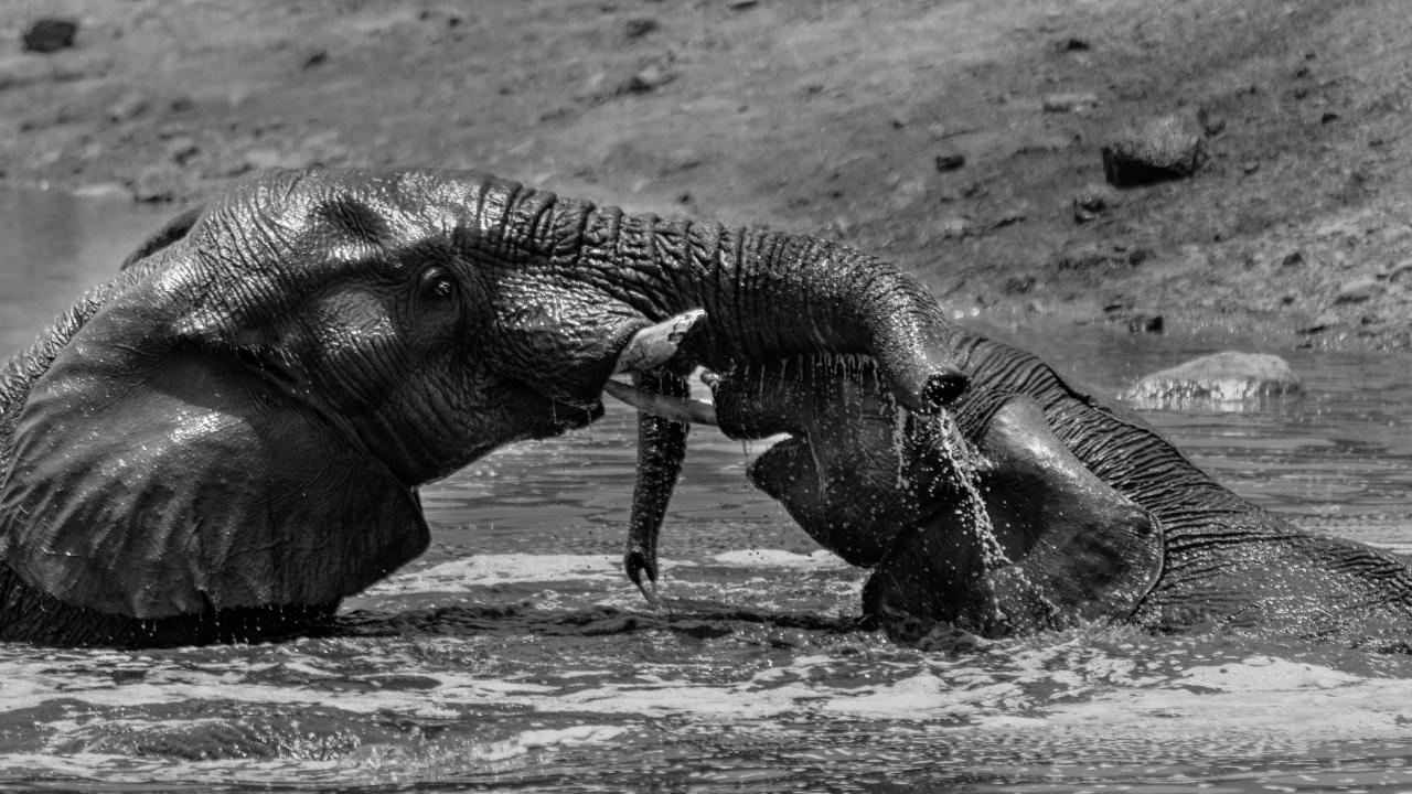Elephants cavorting in the water in the midday heat Image