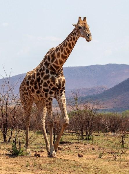 Giraffe at Pilanesberg National Park - Claire White Image