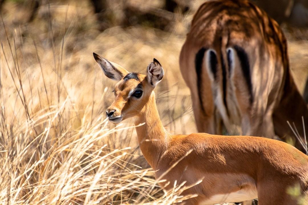 Impala baby at Pilanesberg National Park - Claire White Image