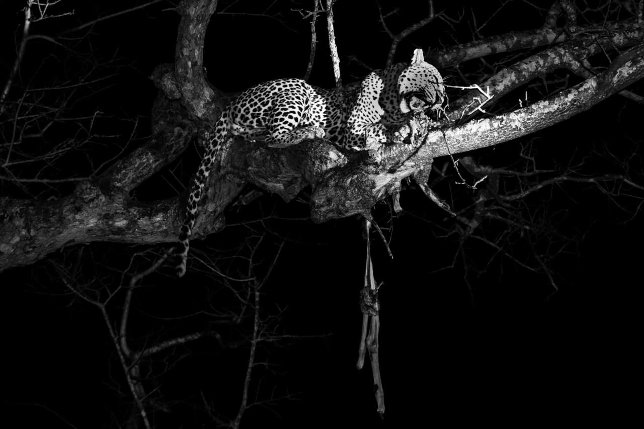 A leopard enjoying his dinner Image