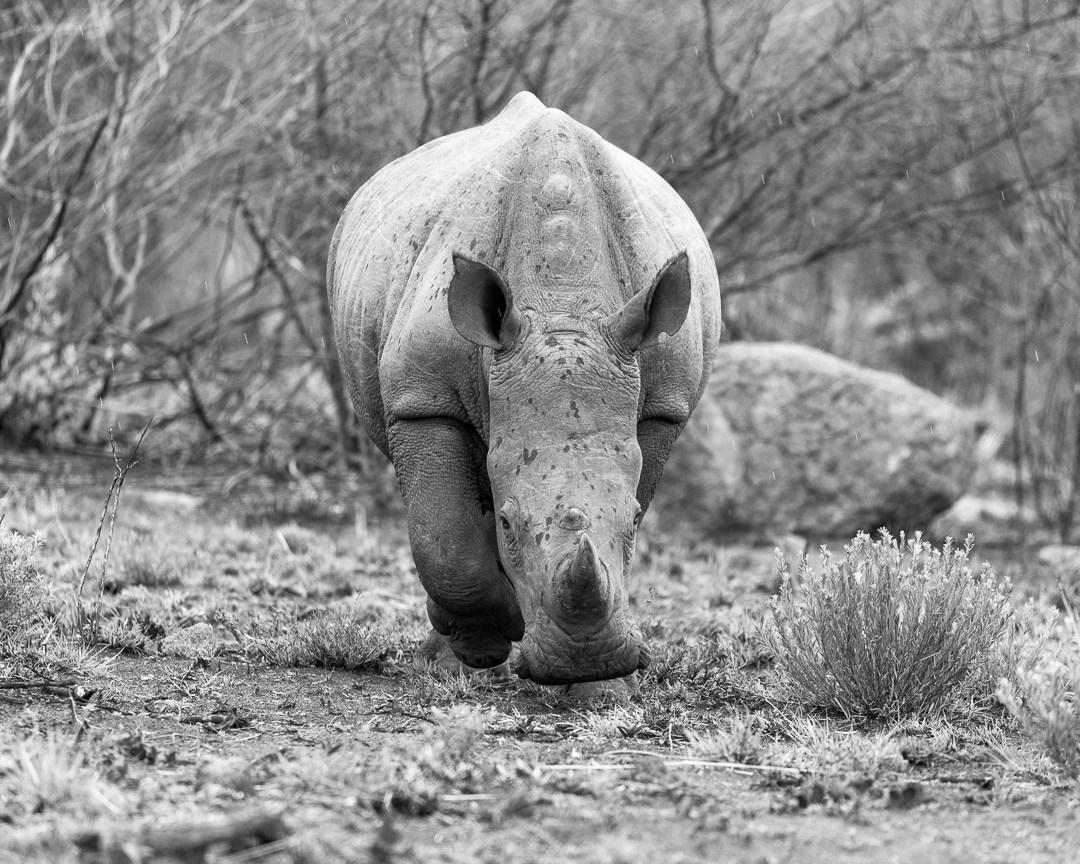 White Rhino at Pilanesberg National Park - Claire White Image
