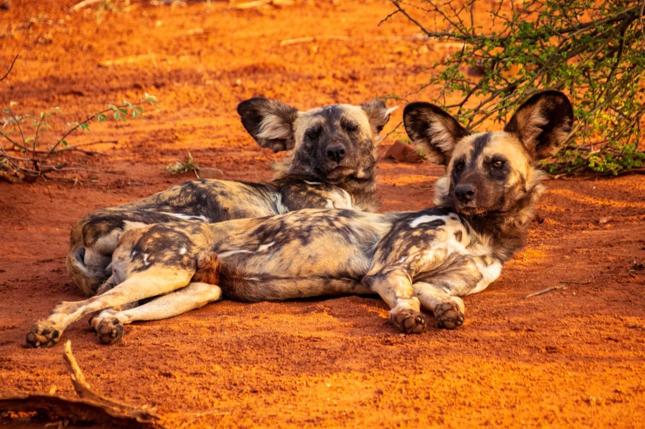 Wild dogs chilling out at Madikwe Game Reserve Image