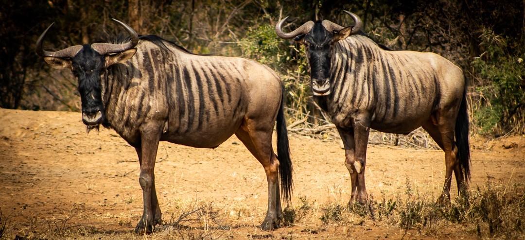Blue wildebeest at Mabalingwe Nature Reserve - Claire White Image