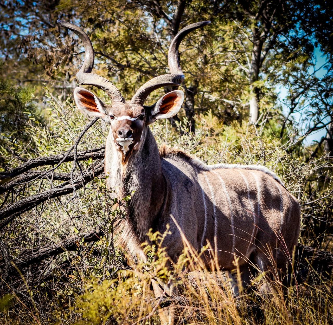 A magnificent kudu bull at Dinokeng Image