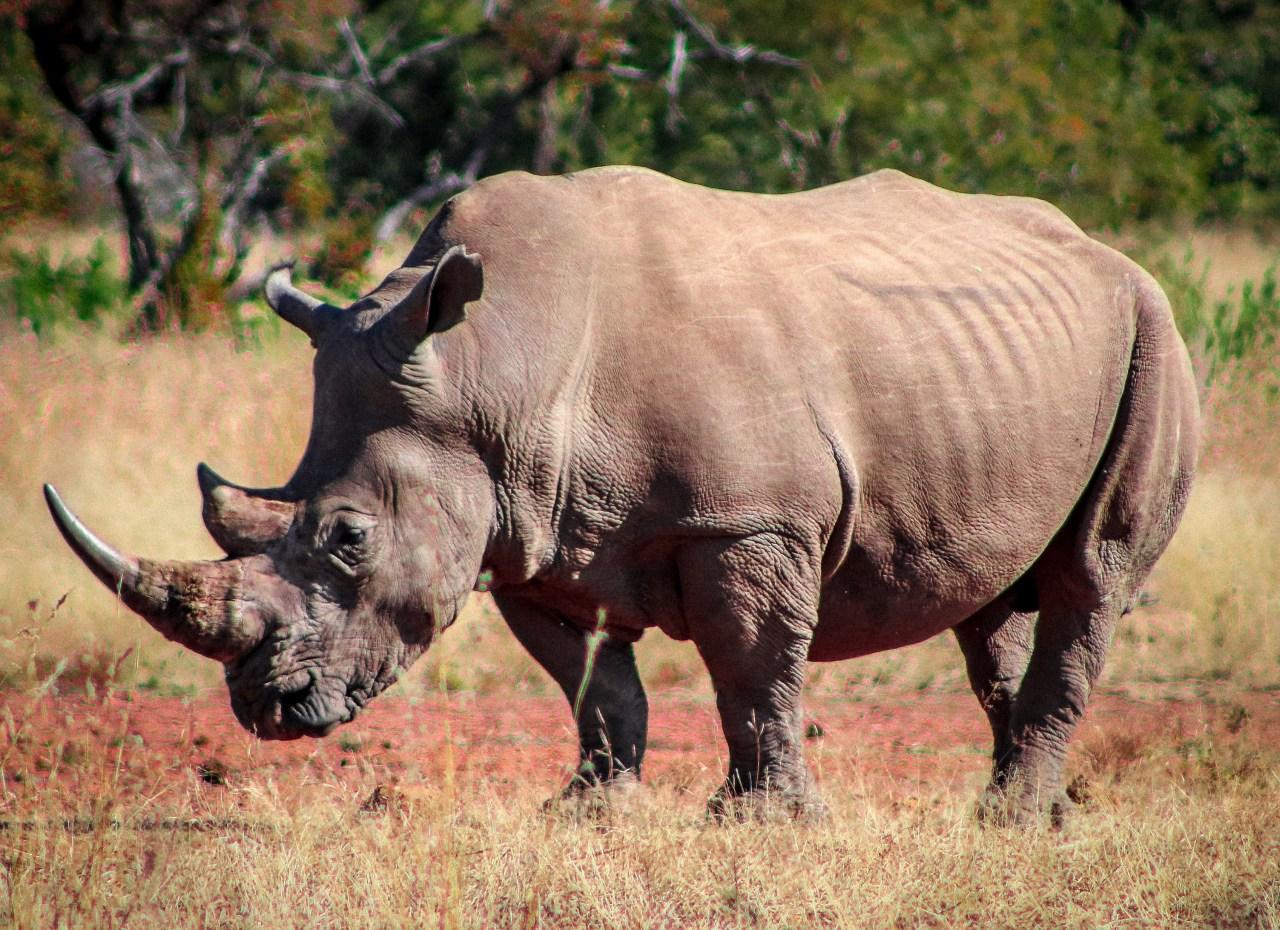 One of our three awesome rhino sightings at Dinokeng Image