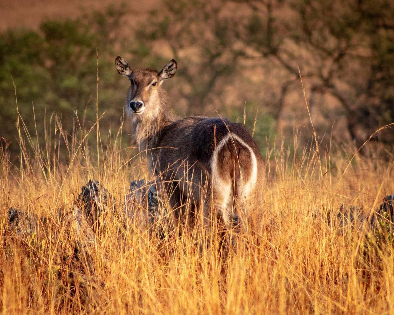 A waterbuck in the morning sun Image