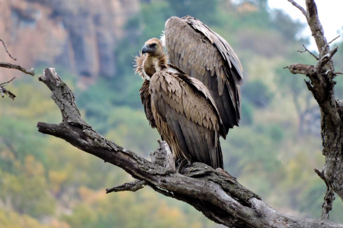 How to do a sustainable African safari