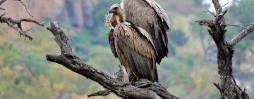 How to do a sustainable African safari