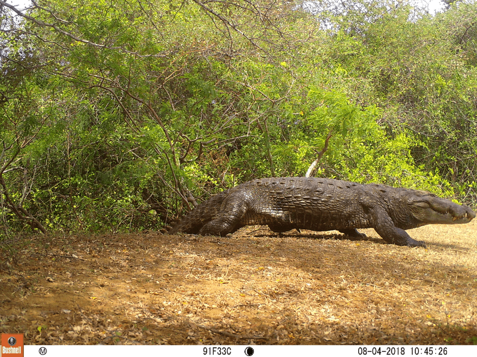 Crocodiles such as this one (Crocodylus palustris) are also a cause of cattle loss, particularly during grazing times where cattle are left free to roam around near watering holes. Image