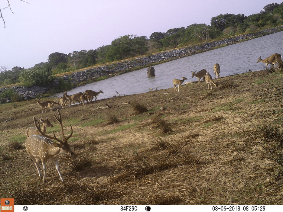 Spotted (or axis) deer (Axis axis ceylonensis) are also common leopard prey. Image