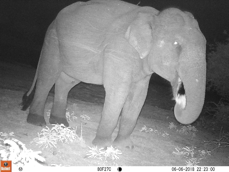 The best part about using camera traps are the photos – elephants will always be amazing animals to look at, even though they’re not included in this research! Image