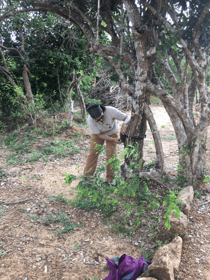 Setting up camera traps requires many trials and adjustments, often using sticks to help angle the camera in the right direction. Image