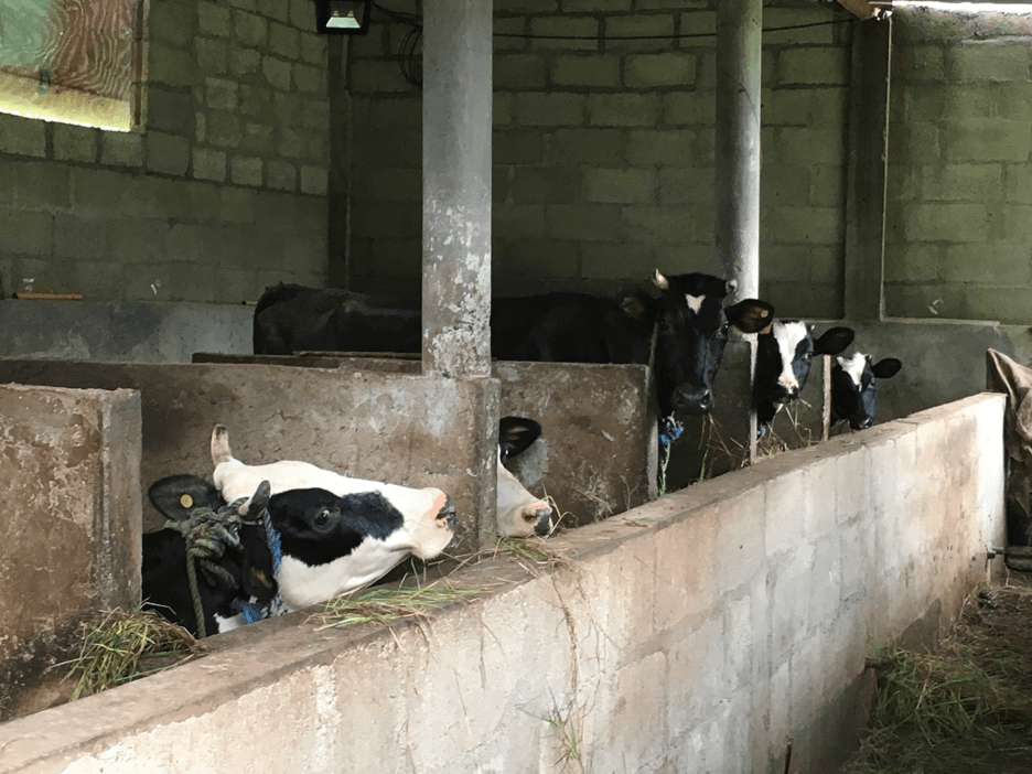 A common way of keeping cattle in the Central Hills of Sri Lanka in the numerous tea estates. Cattle here aren’t being lost to leopards, however disease and miscarriages are the leading cause of their death. Image