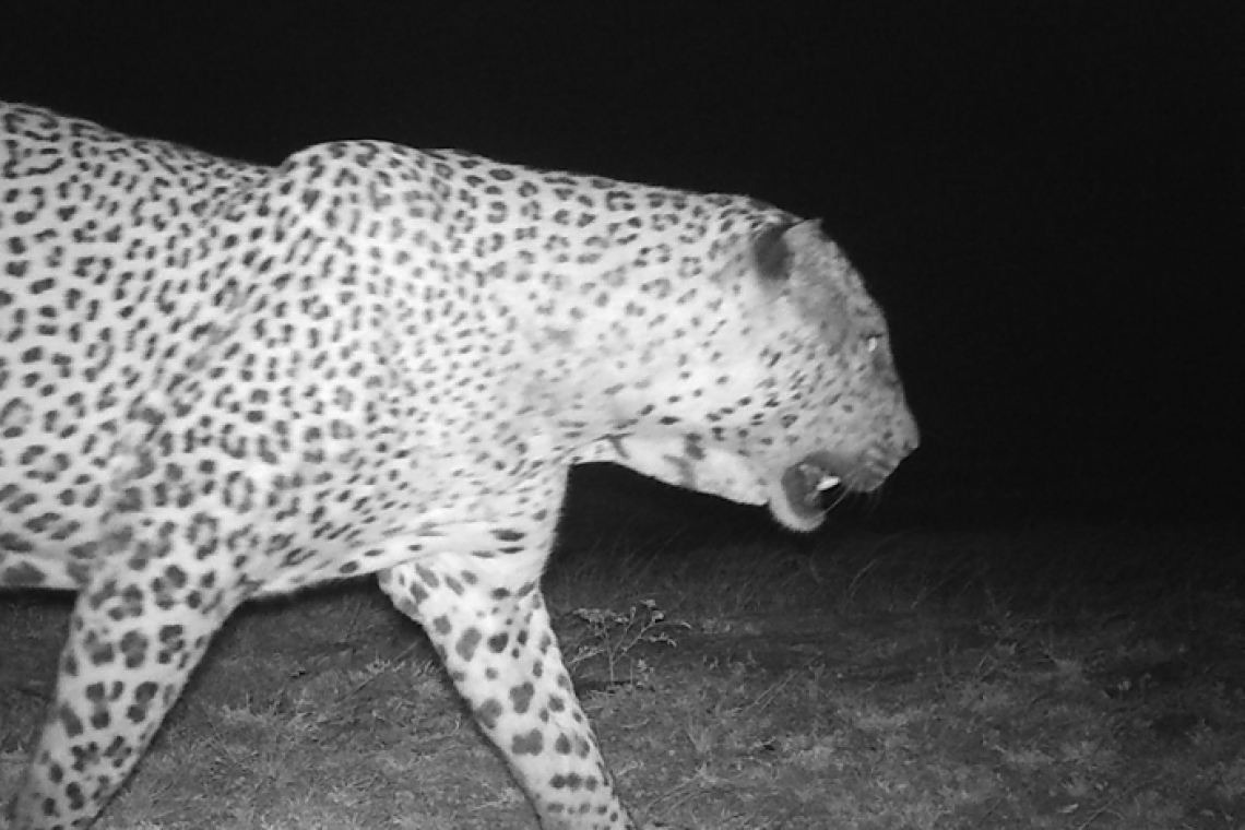 Leopard-Livestock Conflict in Sri Lanka: Understanding the ecological and social dimensions