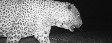 Leopard-Livestock Conflict in Sri Lanka: Understanding the ecological and social dimensions