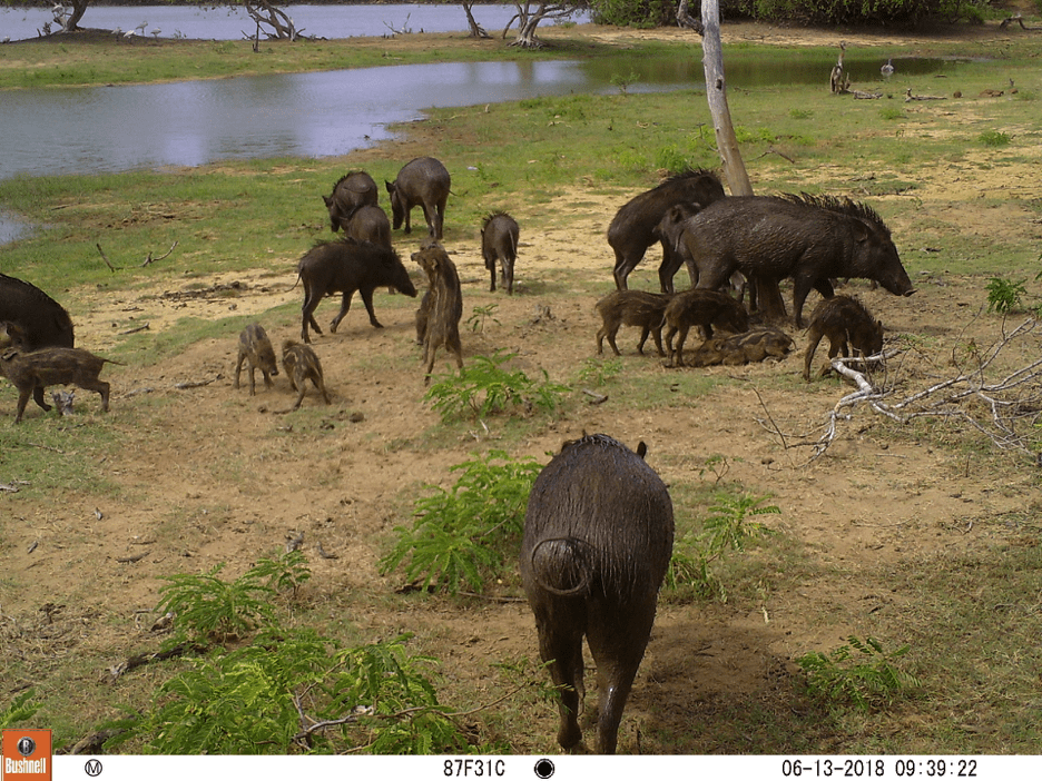 Wild boar (Sus scrofa cristatus) piglets are among the leopard’s common prey in this part of the country Image