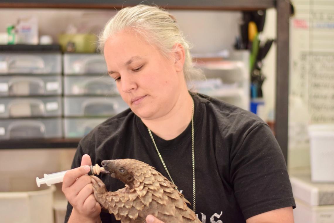 The Endangered Pangolin and Johannesburg Wildlife Vet’s Brave Fight for Their Existence