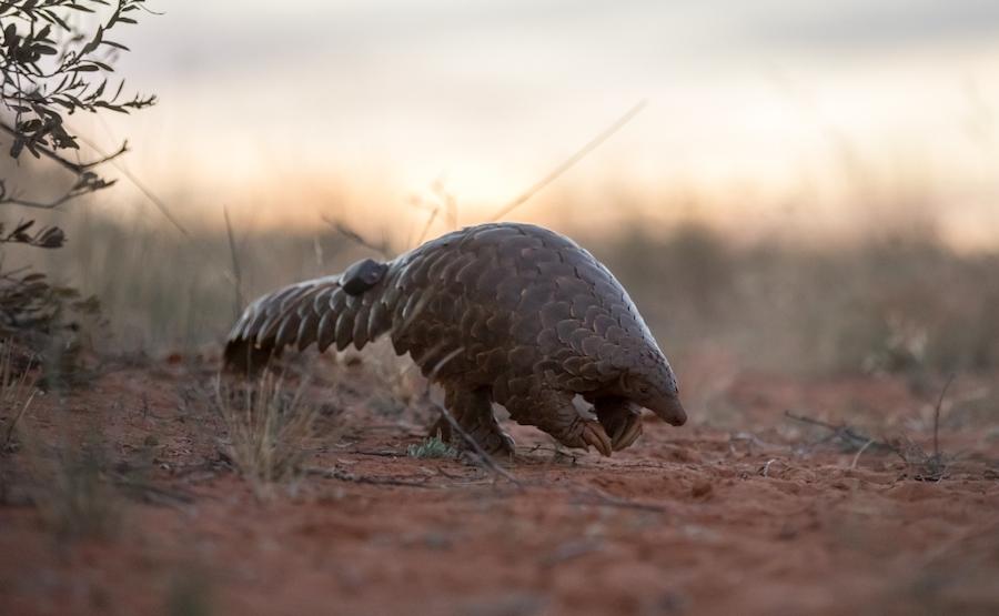 A Temminckís Ground Pangolin in the Kalahari in southern Africa, fitted with a telemetry device to help monitor his behaviour and distribution range Image