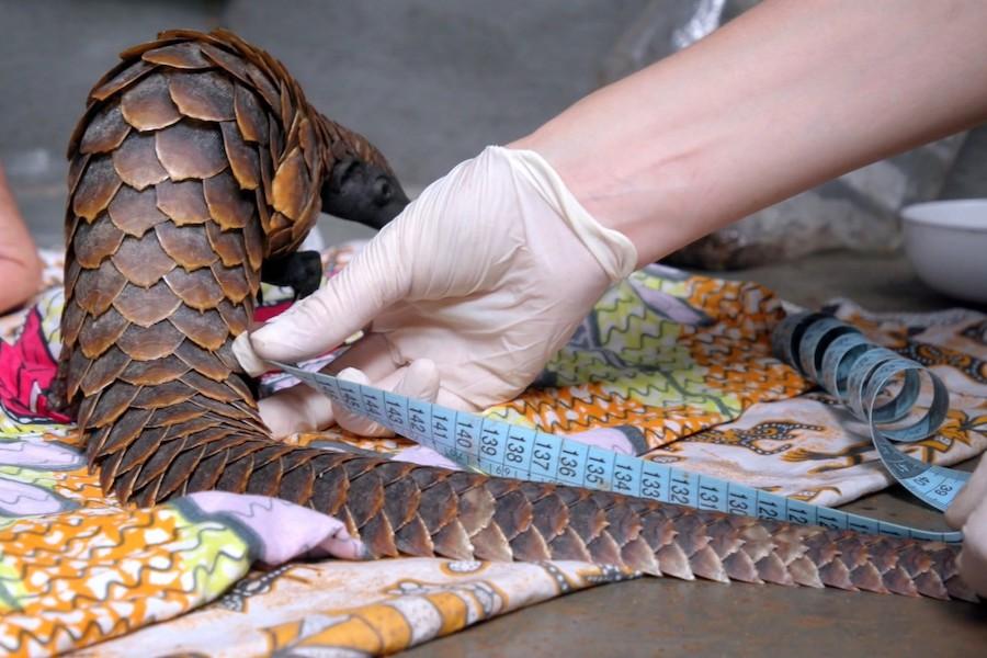 Researchers in the Central African Republic measure a rehabilitated Black-Bellied Pangolin Image