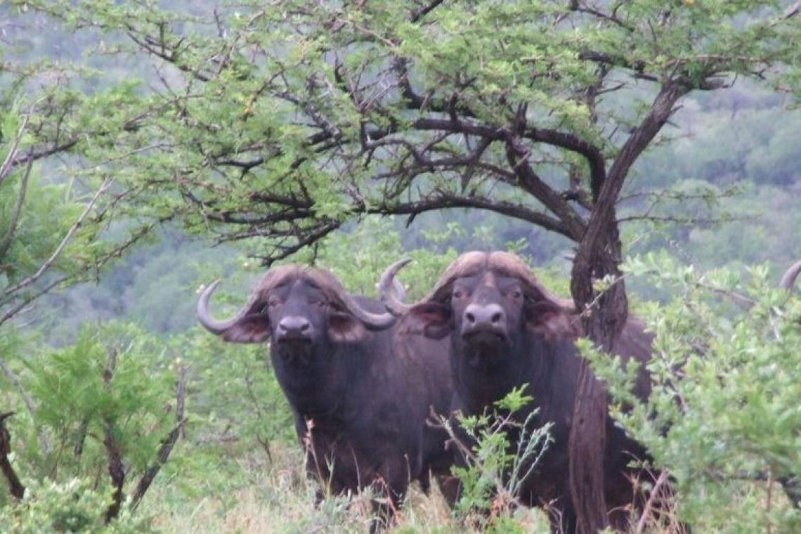 Umfolozi Big Five and the Mthembu Lodge: Old, New, Borrowed &amp; Blue