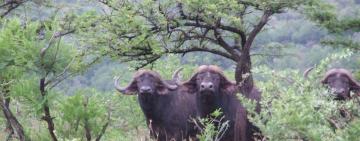 Umfolozi Big Five and the Mthembu Lodge: Old, New, Borrowed & Blue