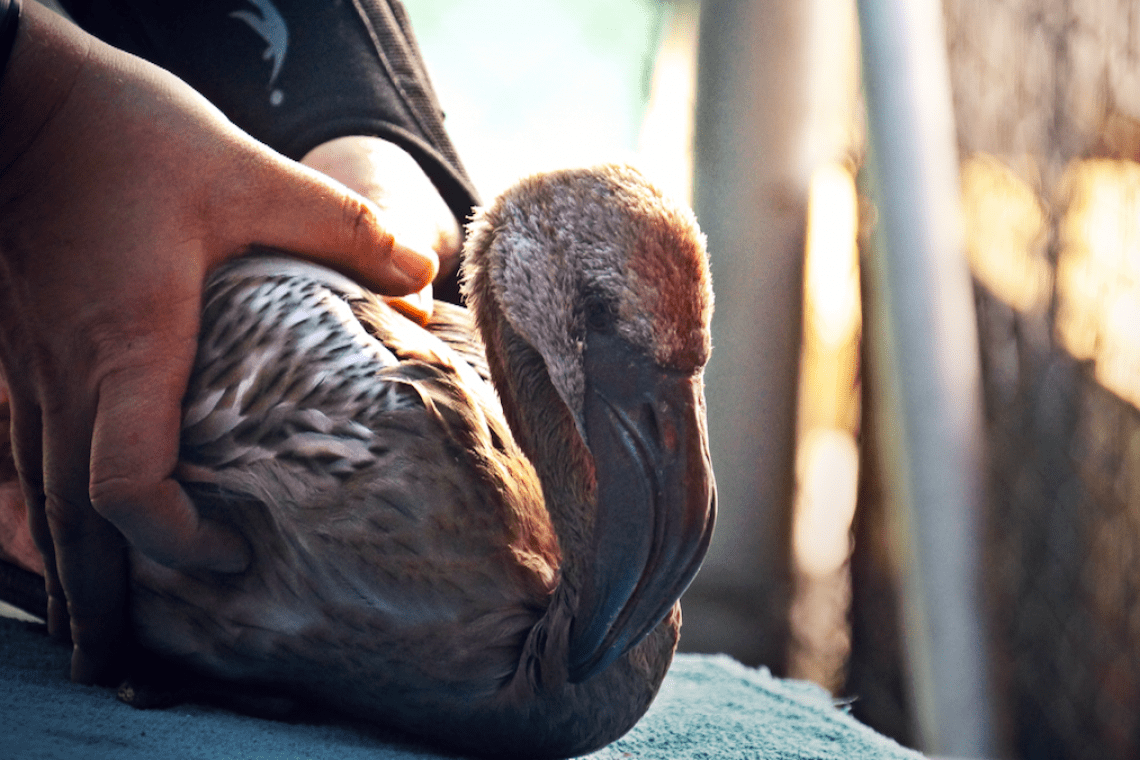 Rescued flamingos at Montecasino Bird Gardens return home