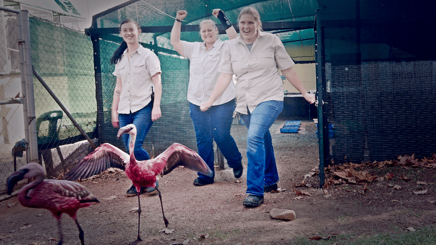 Flamingo Release Image