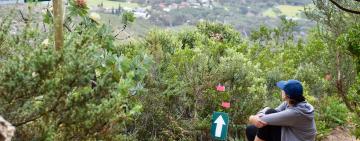 Table Mountain: What you need to know to take the cableway up and hike down