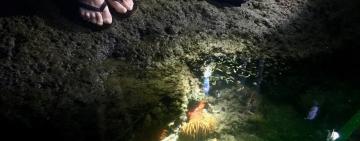 What are carbon emission and ocean acidification doing to our oceans and how can you help?