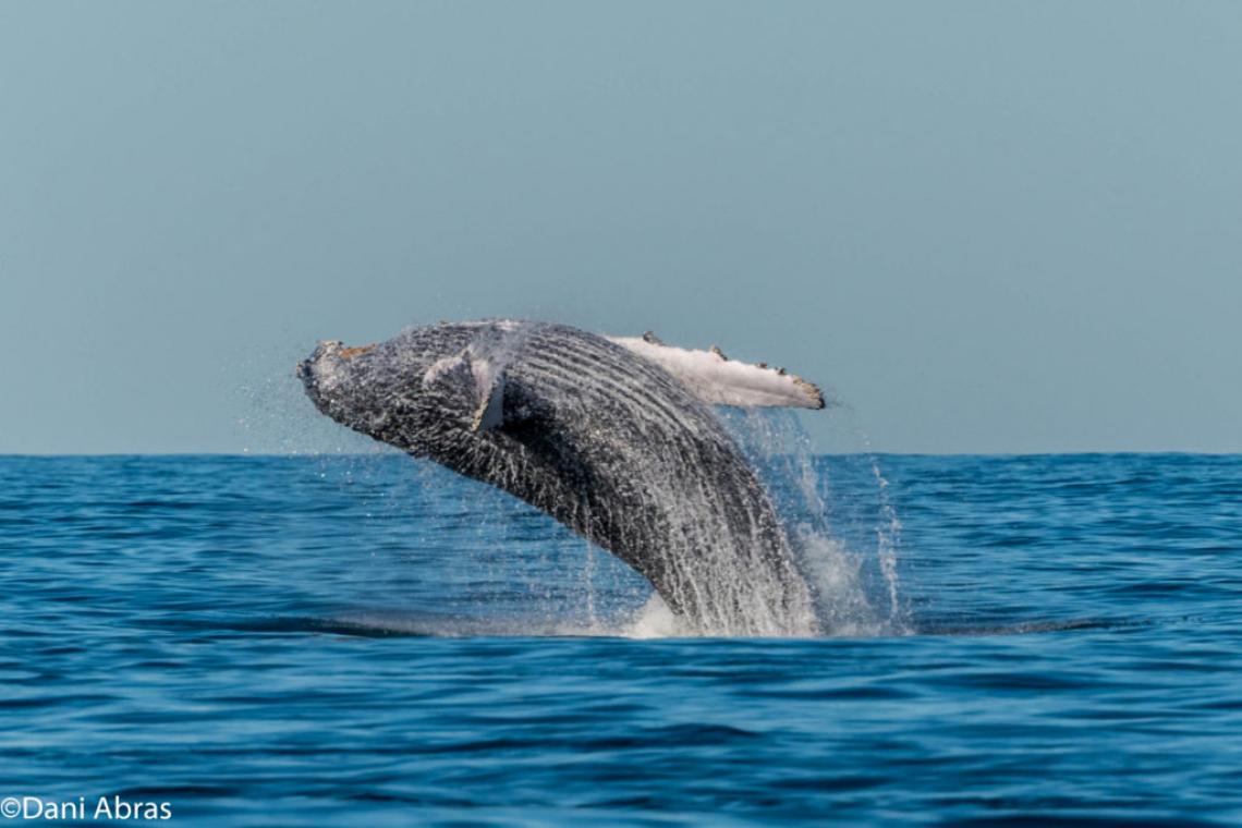 Whale-Watching Tour in Cape Town: Viewing the South African Whale Population Recovery