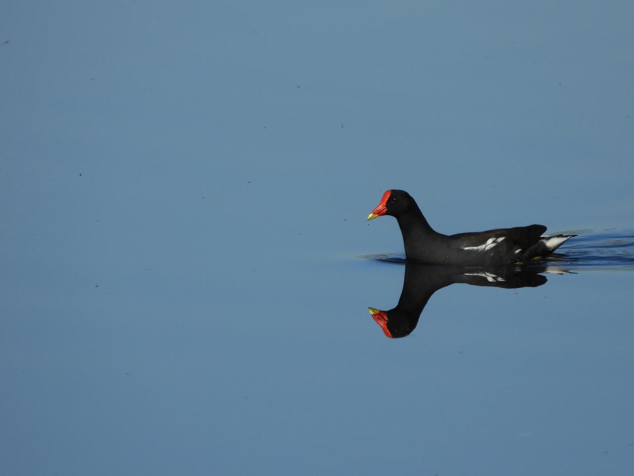 Common Moorhen iso 100 306mm (1713) f6.3 1/800 Image