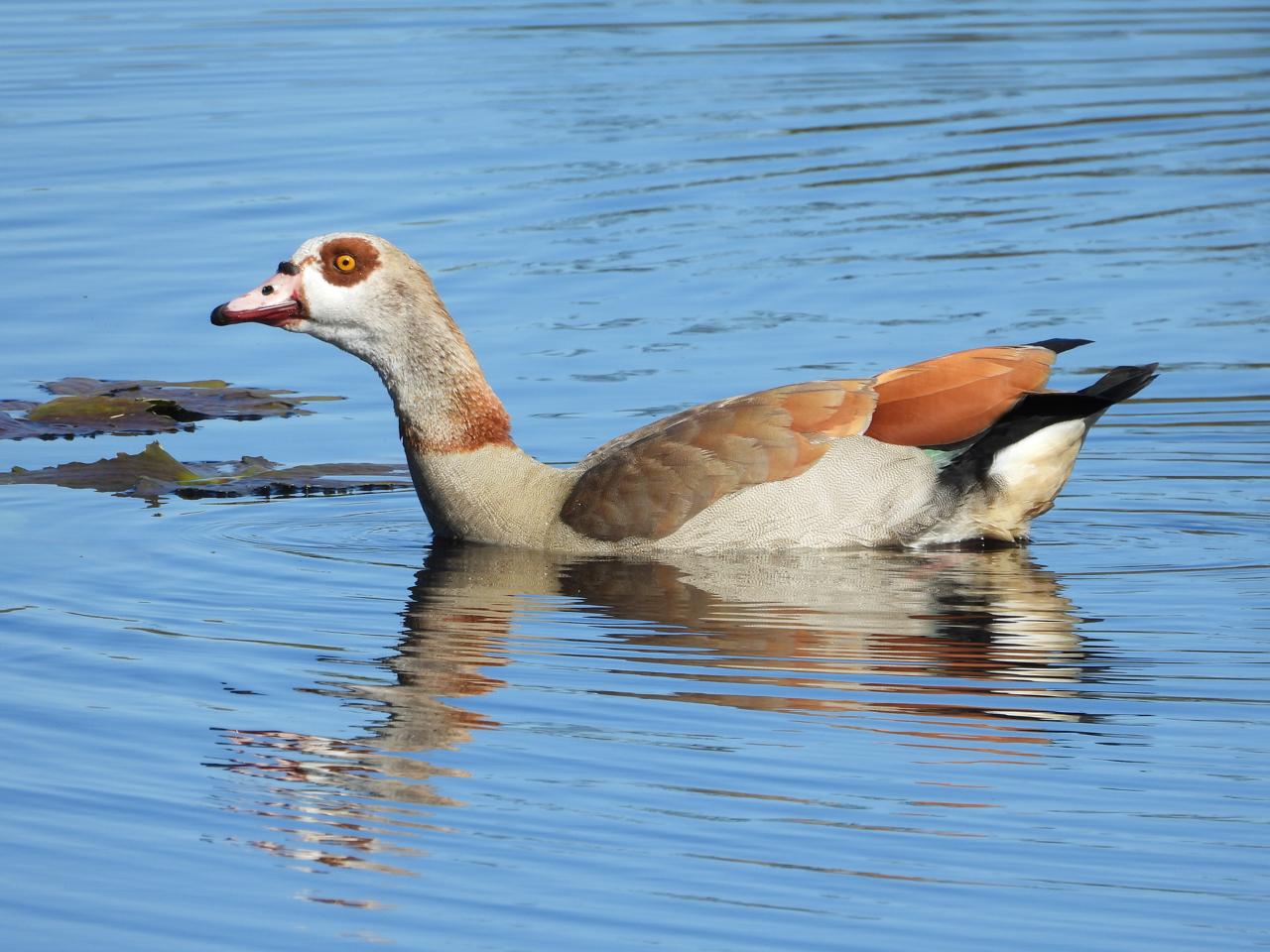 Egyptian Goose iso 110 252mm (1411) f5.6 1/500 Image