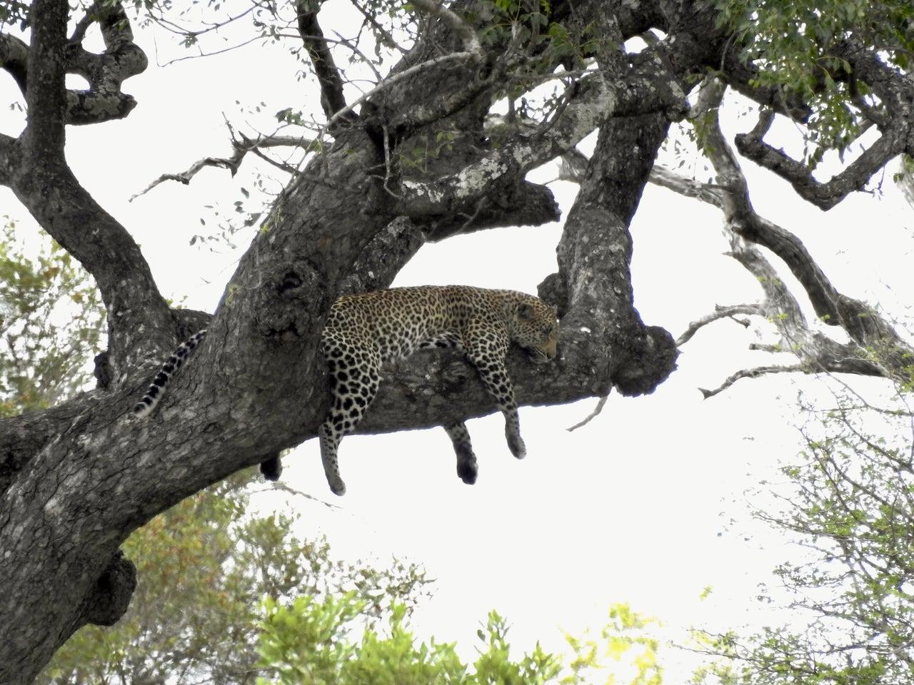 Leopard P900 iso 400 357mm (1999) f6.5 1/250 Image