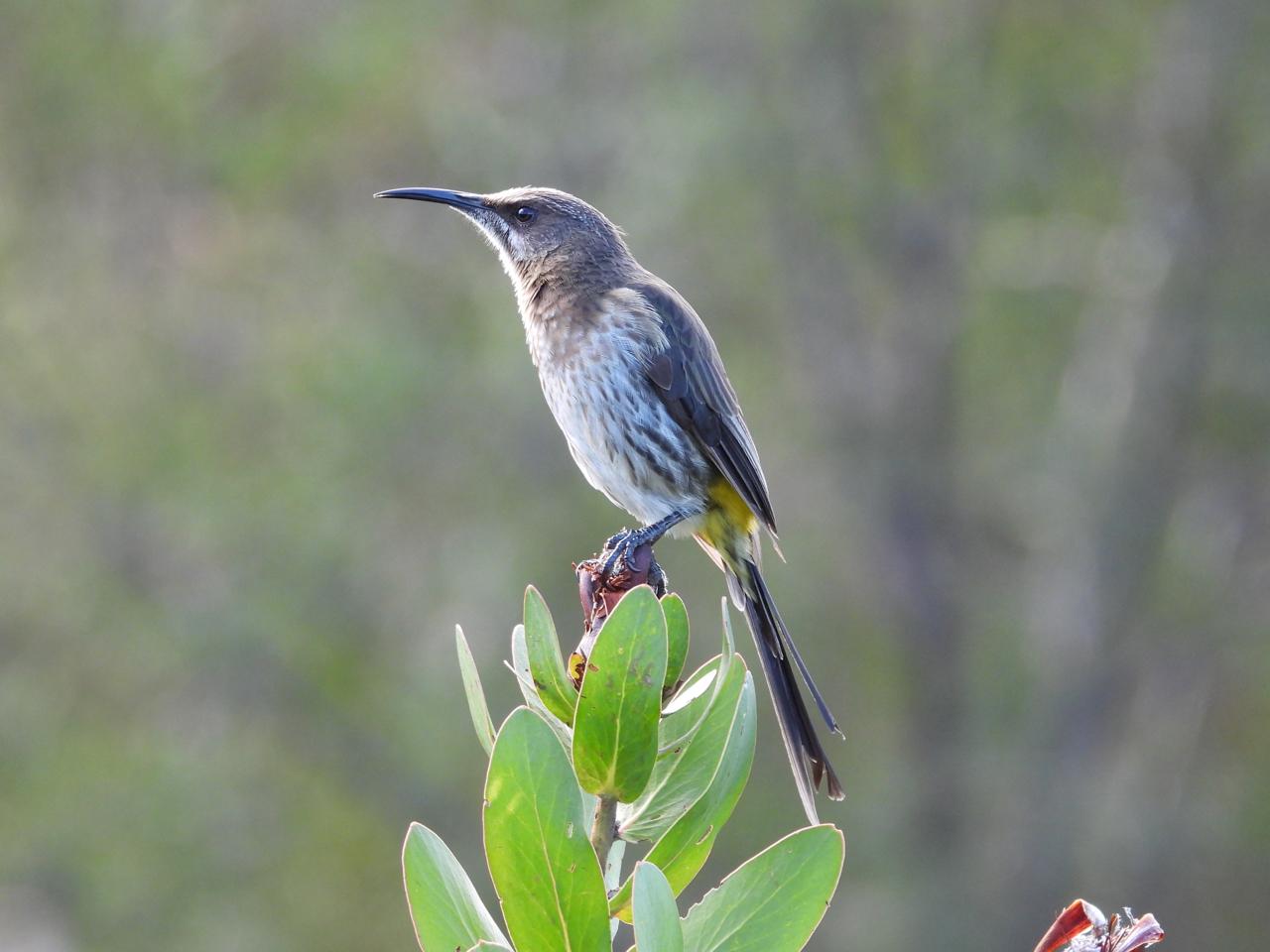 Cape Sugarbird iso 400 135mm (756) f5.6 1/125 Image