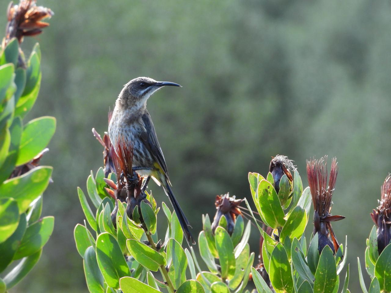 Male Sugarbird iso 360 90mm (504) f5 1/250 Image