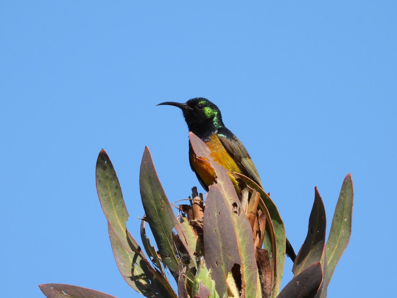Male Sunbird iso 220 198mm (1108) f8 1/500 Image